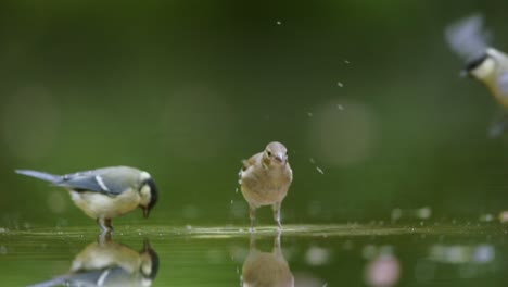 birds splashing in a pond