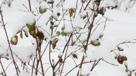 Bush-with-green-leafs-covered-with-white-snow-in-winter-season