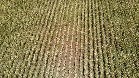 Vista-Aérea-De-Drones-De-La-Granja-De-Maíz-En-La-Zona-Rural-De-Kenia