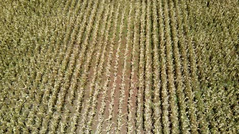 vista aérea de drones de la granja de maíz en la zona rural de kenia