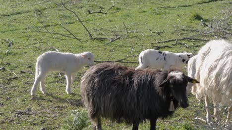 Spotted-and-white-lambs-joining-ewes-chewing-leaves-in-Sardinia,-Italy