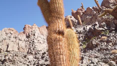 view of a giant cactus in a popular canyon near san pedro de atacama in the atacama desert, northern chile, south america