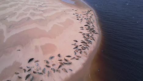 las focas relajadas y que toman el sol aparecen en la playa de findhorn en esta impresionante vista aérea.