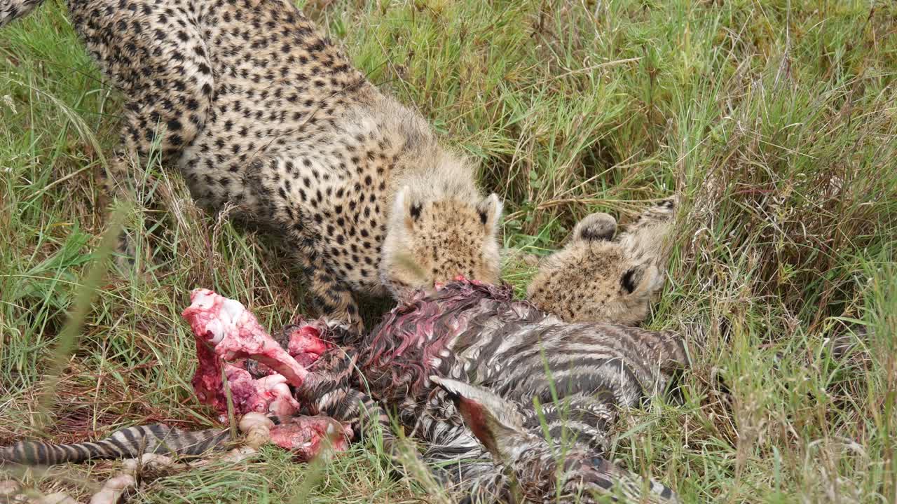 Cheetah eating zebra live animal prey wildlife feeding Tanzania safari