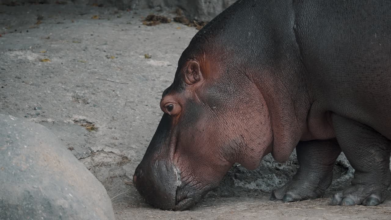 동물원에서 말린 풀을 먹고 있는 하마 - 클로즈업 샷