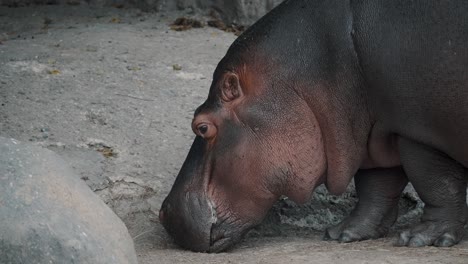 Nilpferd,-Das-Sich-In-Einem-Zoo-Von-Getrocknetem-Gras-Ernährt---Nahaufnahme