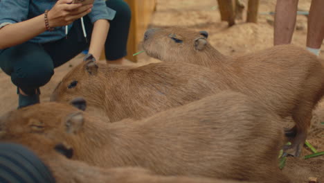 capybaras being fed by people at a zoo