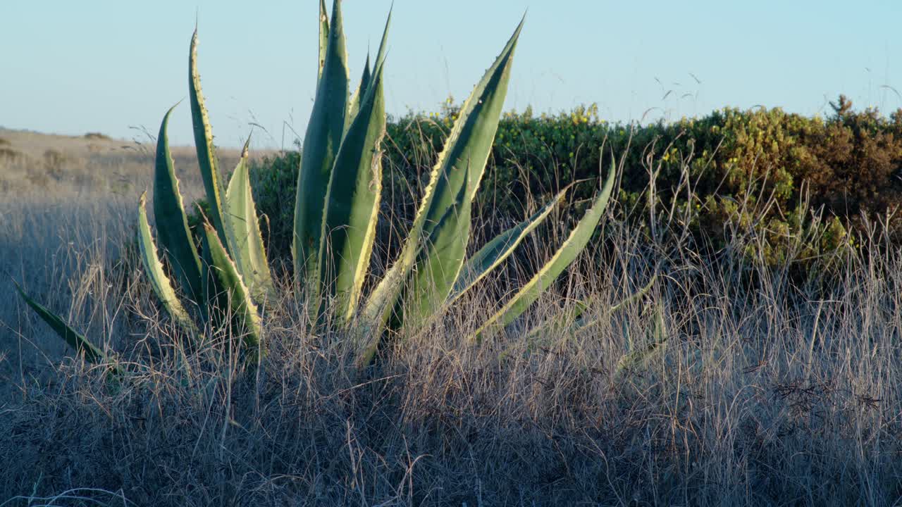 Static shot of a big plant on a field with some dry grass.