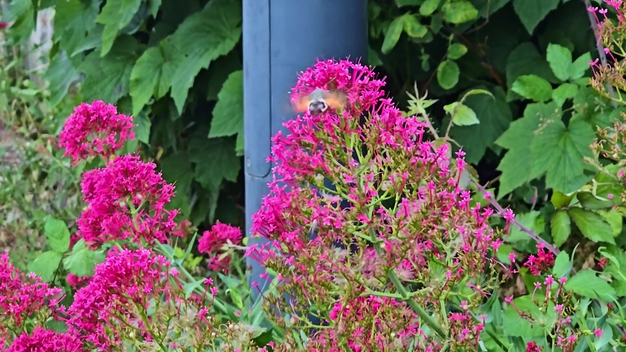 Close-up shows a hummingbird hawk-moth's wings beating rapidly at flowers.