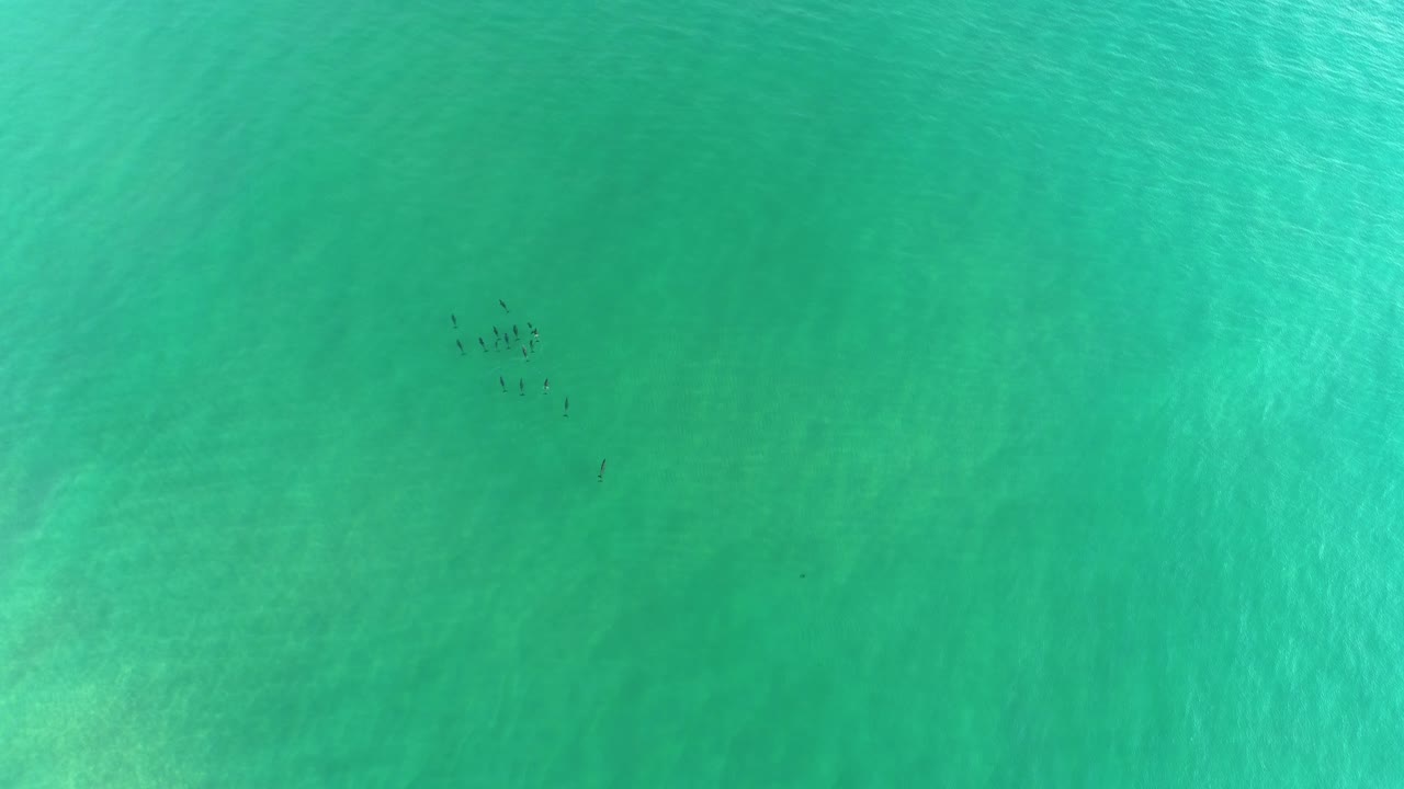 Aerial view of dolphins in beautiful clear, shallow water off the coast of Northern New South Wales, Australia.