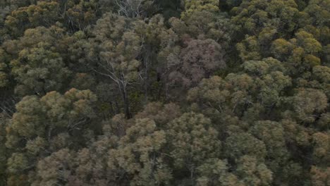 drone aerial 4k slow pan over native trees and fauna forest in a national park in australia