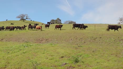 Locked-off-shot-of-cattle-walking-along-the-far-side-of-the-barbed-wire-fence-in-their-green-pasture