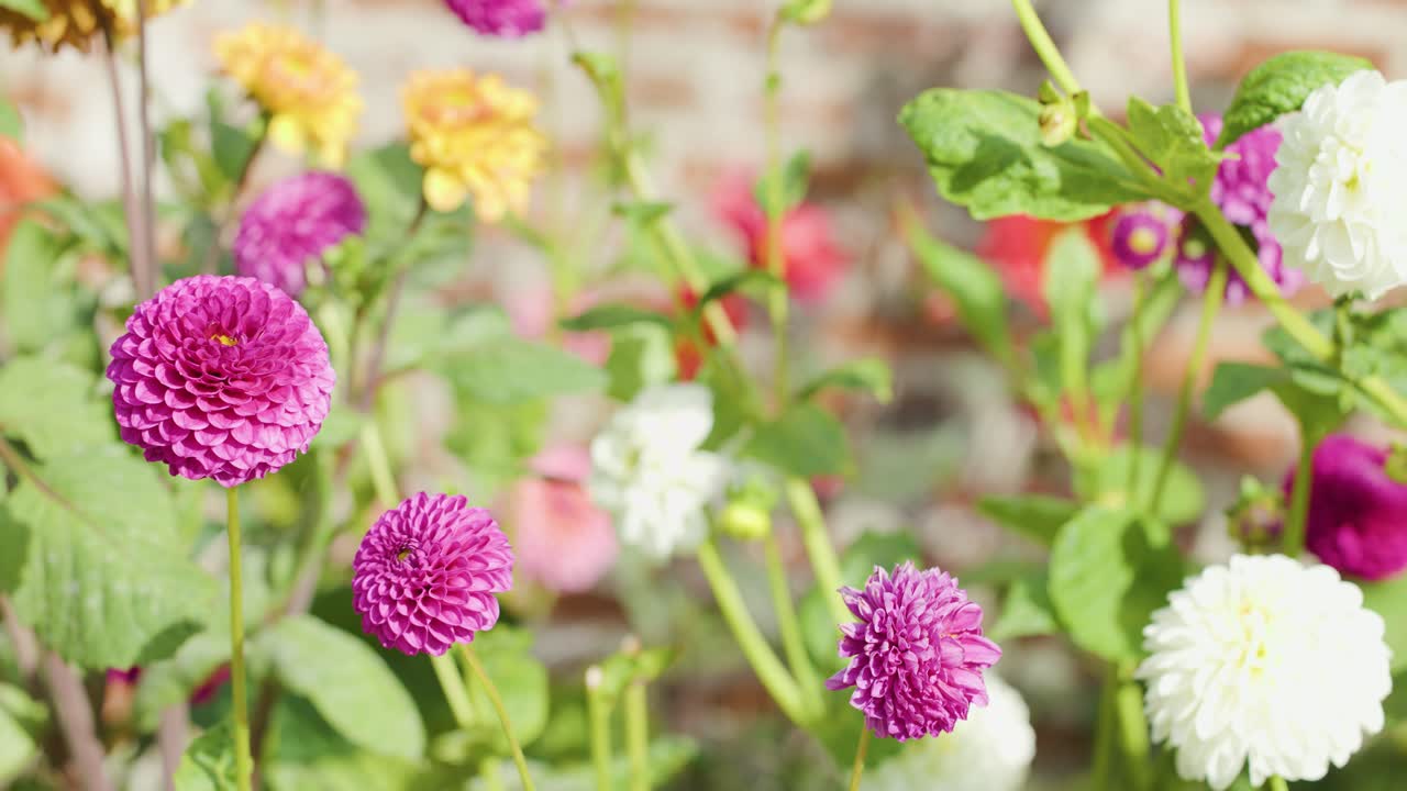 Pink and white dahlias sway in sunlight, shallow depth of field, garden background