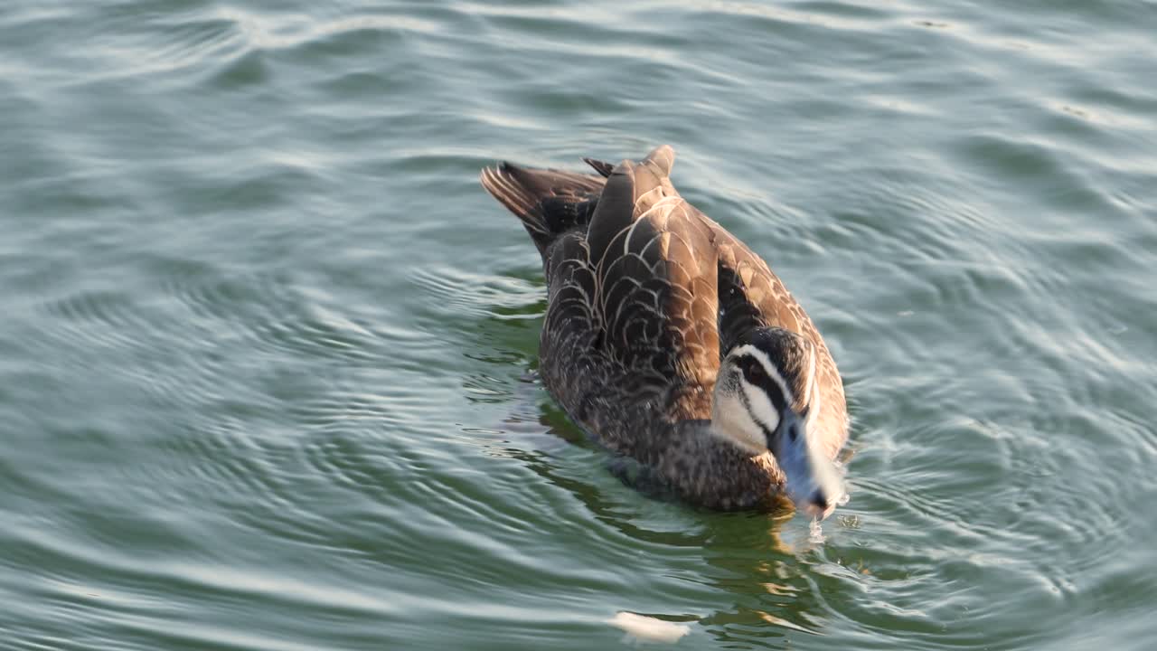 Anatra che cattura e mangia pesce in un lago d'acqua dolce