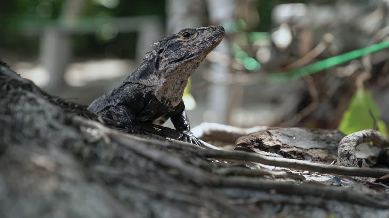 revelación en cámara lenta de lagarto iguana en el parque manuel de antonio, costa rica