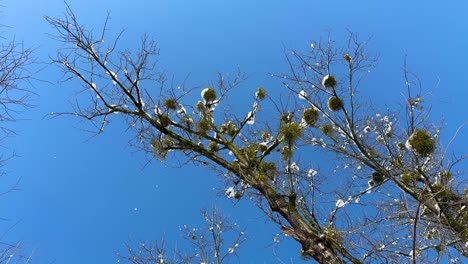 amazing view of tree covered by snow sky blue bird nest iran nature landscape snowfall rural countryside mountain village talesh highland winter season hyrcanian forest hut cabin lifestyle agriculture