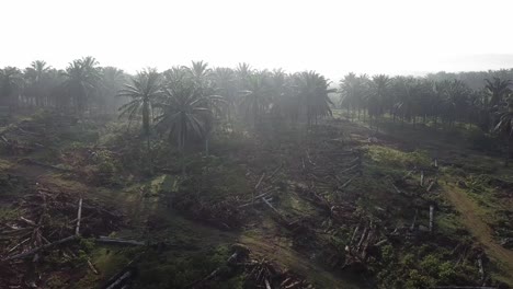 Plantación-De-Palma-Aceitera-Por-La-Mañana.-Algunos-árboles-Están-Talados.