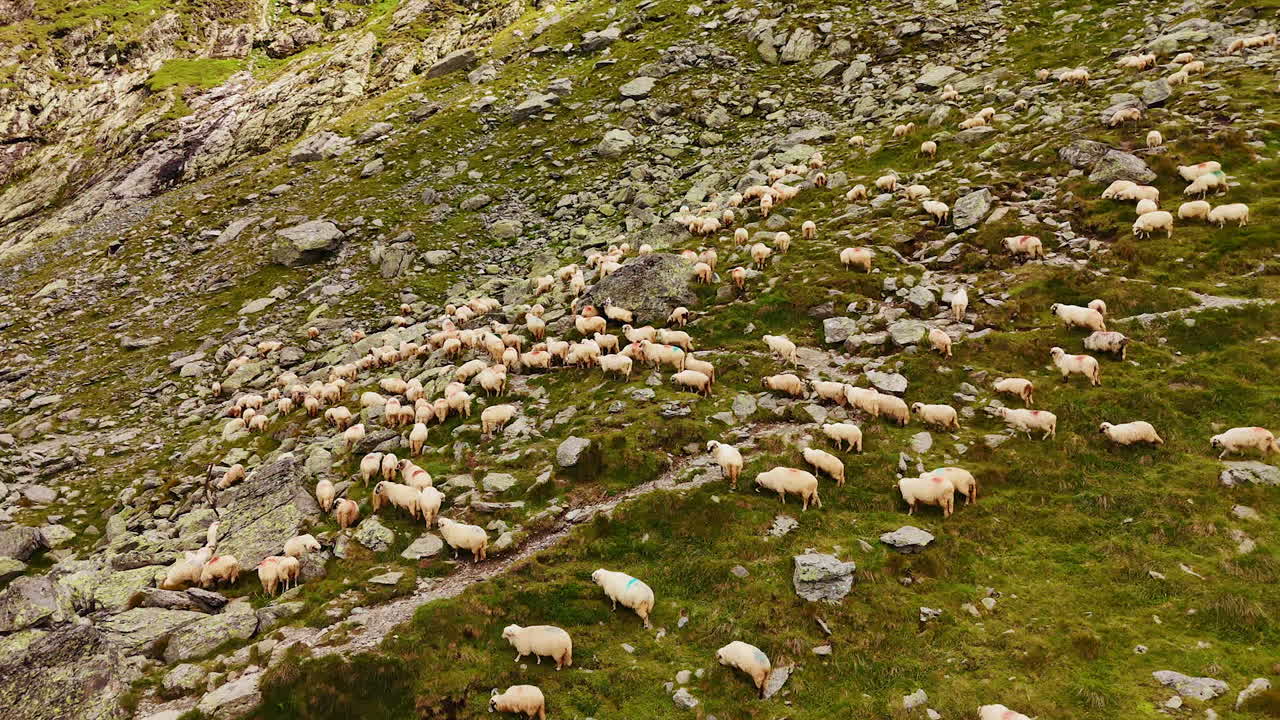 Numerous sheep walking by the rocky green slope. Aerial perspective on the livestock pasturing
