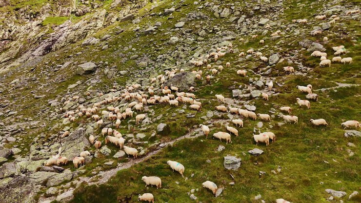 Numerose pecore che camminano lungo il pendio verde roccioso. Prospettiva aerea sul bestiame al pascolo