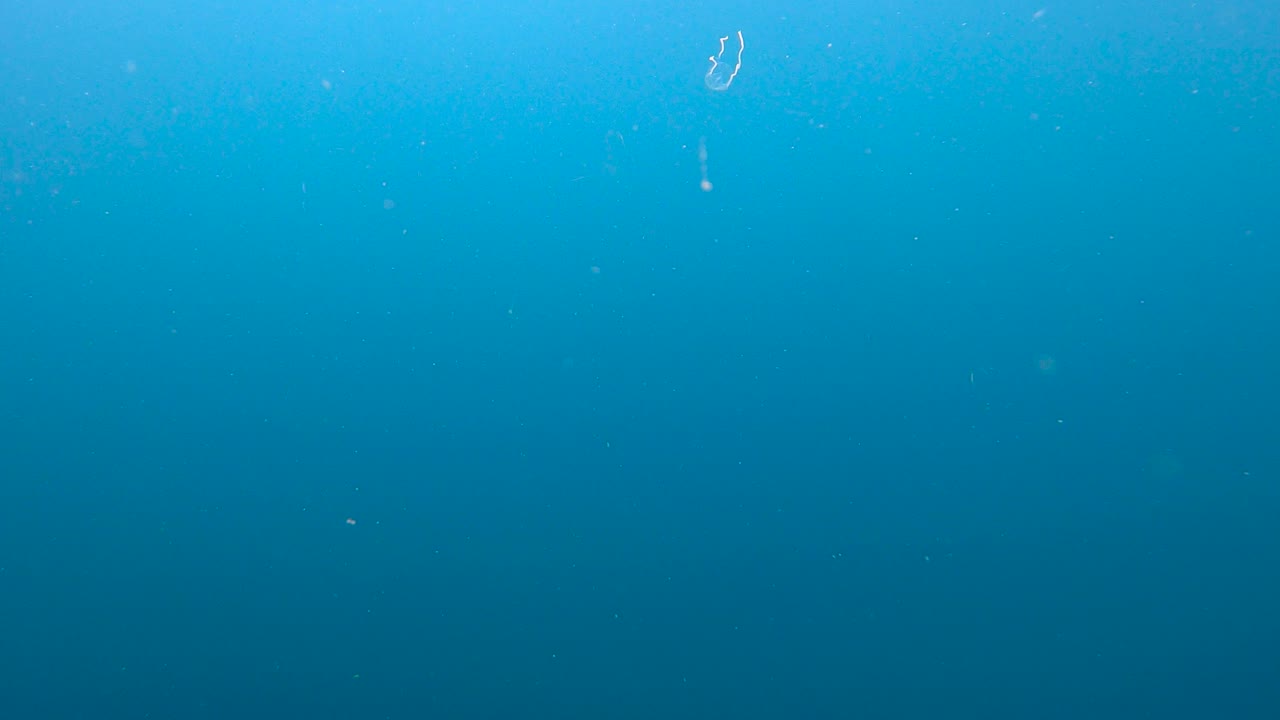 Box jellyfish swimming in the blue water. Very dangerous