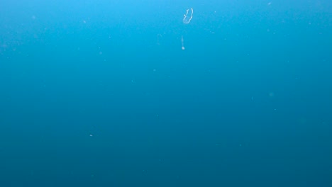 box jellyfish swimming in the blue water. very dangerous