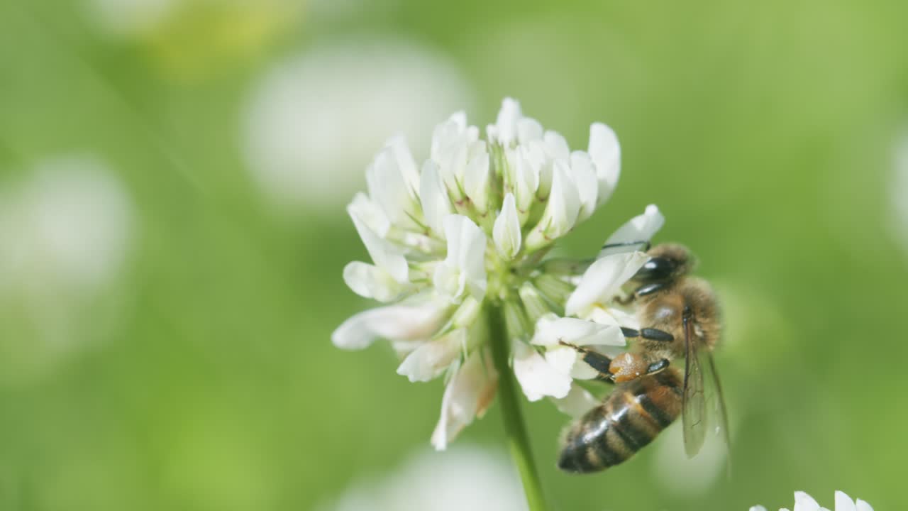 화창한 봄날에 꿀을 모으는 흰 클로버에 있는 꿀벌