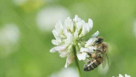 Abeja-De-Miel-En-Trébol-Blanco-Recolectando-Néctar-En-El-Soleado-Día-De-Primavera