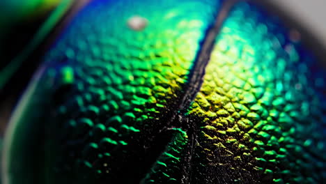 macro close-up of iridescent beetle exoskeleton