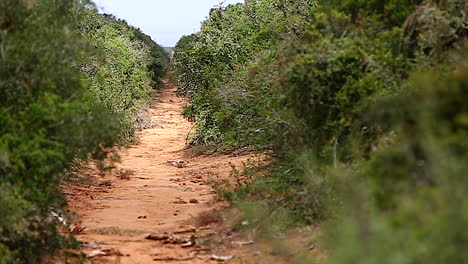 focus rack elephant wildlife track through african bush