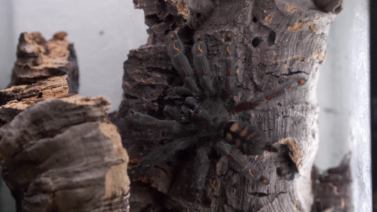 타란라스 스파이더 살모페우스 이르미니아 (tarantula spider psalmopeus irminia) 는 테라리움의 아침 루틴에서 나무 질에 있습니다.