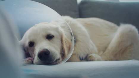 golden retriever lying down indoors, looking unwell with a surgical cone on