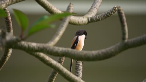 Long-tailed-Shrike-or-Rufous-backed-Shrike-or-Black-headed-Shrike-perched-on-Plumeria-Frangipani-Tree-at-Sunset-Foraging-Looking-for-Food