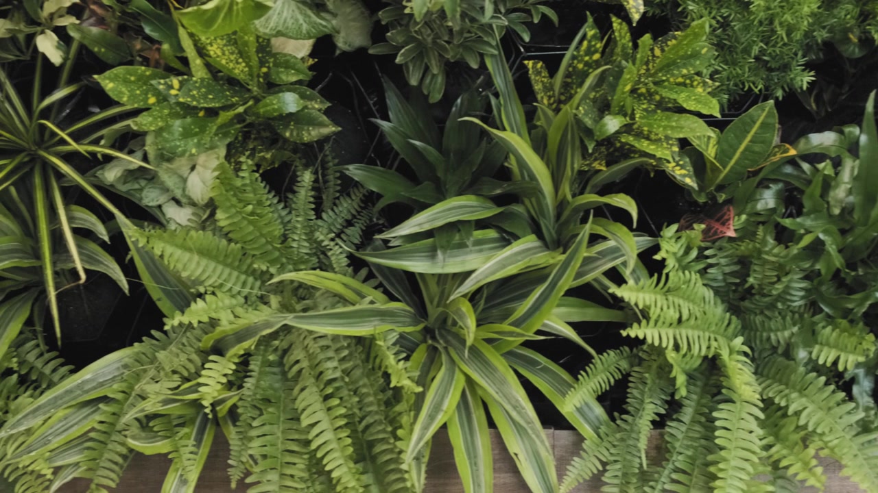 Gorgeous panning shot of a luscious living wall