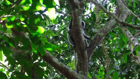 visto detrás del árbol sentado en una rama mirando hacia la izquierda luego gira su cabeza y cuerpo para sostener la rama, mueve su cabeza hacia la derecha, mono de hoja de gafas trachypithecus obscurus, tailandia
