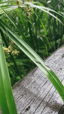 close up of a wet plant