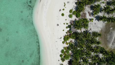 Aerial-top-down-perspective-of-white-sandy-beach-and-coconut-palm-trees-by-ocean