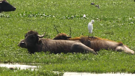 Close-up-shot-of-Wilderbeests-relaxing-in-marshland