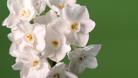 Paper-white-narcissus-flowers