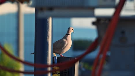 an african collared dove perched on a pole next to a cctv camera on a rooftop in urban dubai