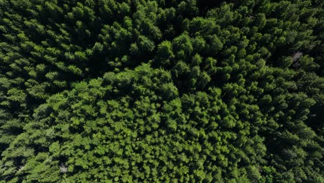 Rotierender-Schuss-Von-Oben-Nach-Unten-Eines-Dichten-Immergrünen-Waldes-In-Washington