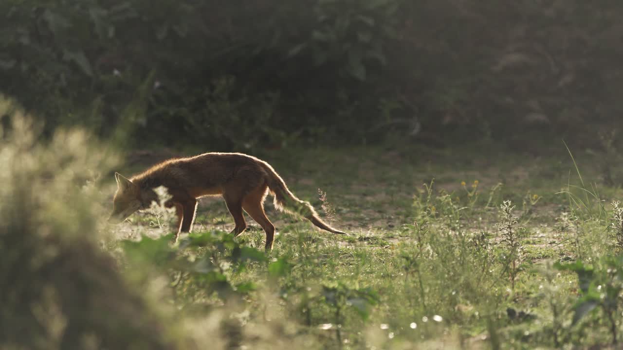 zorro rojo en un campo