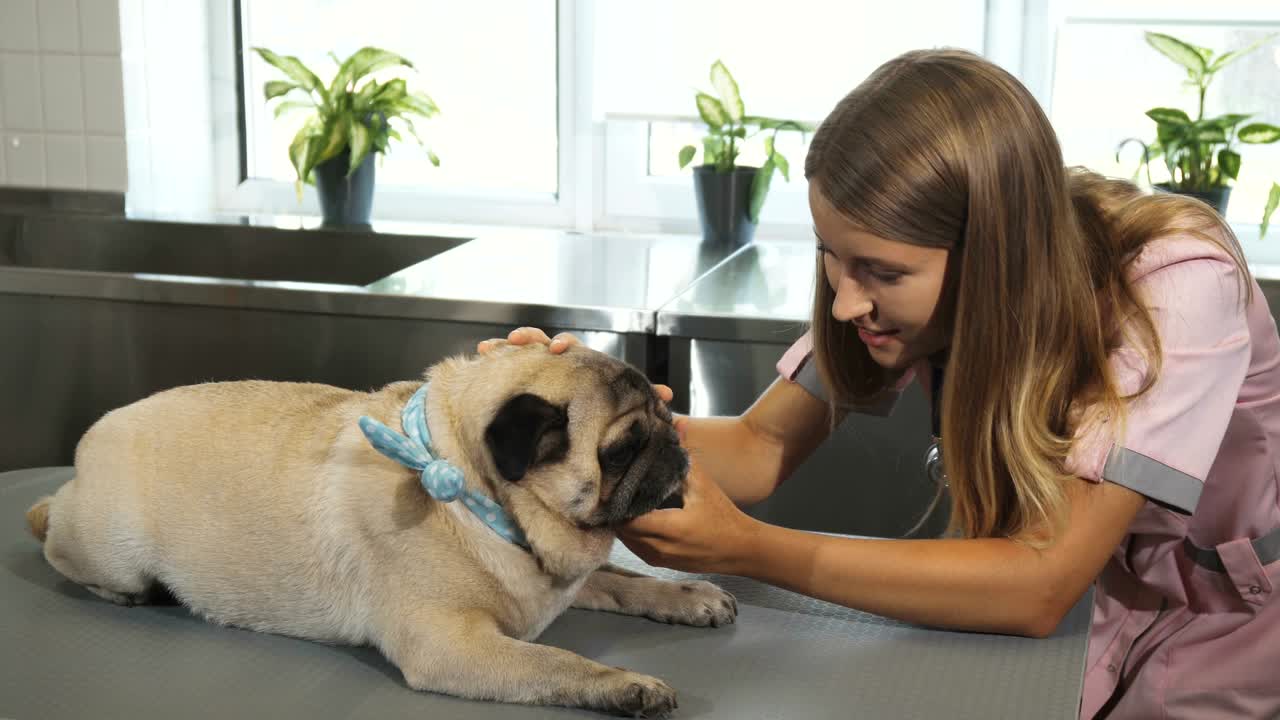 수의사는 파그 개를 점검하고 있습니다.