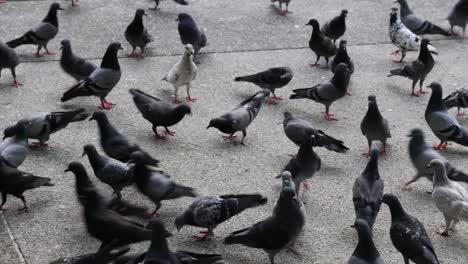 pigeons foraging and fluttering on pavement