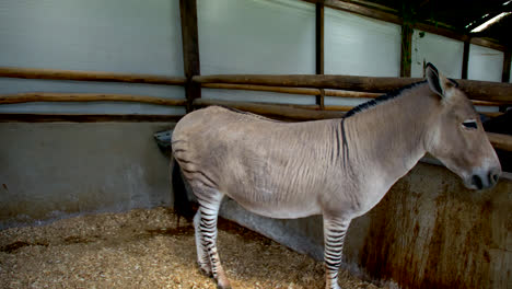 Lone-zonkey-stands-in-pen-at-farm-in-Ecuador,-full-handheld-side-shot