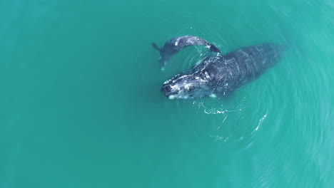 Aerial---Playful-Southern-Right-whale-calf-rolls-over---nuzzles-mother