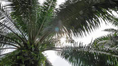 Light shining through palm leaves