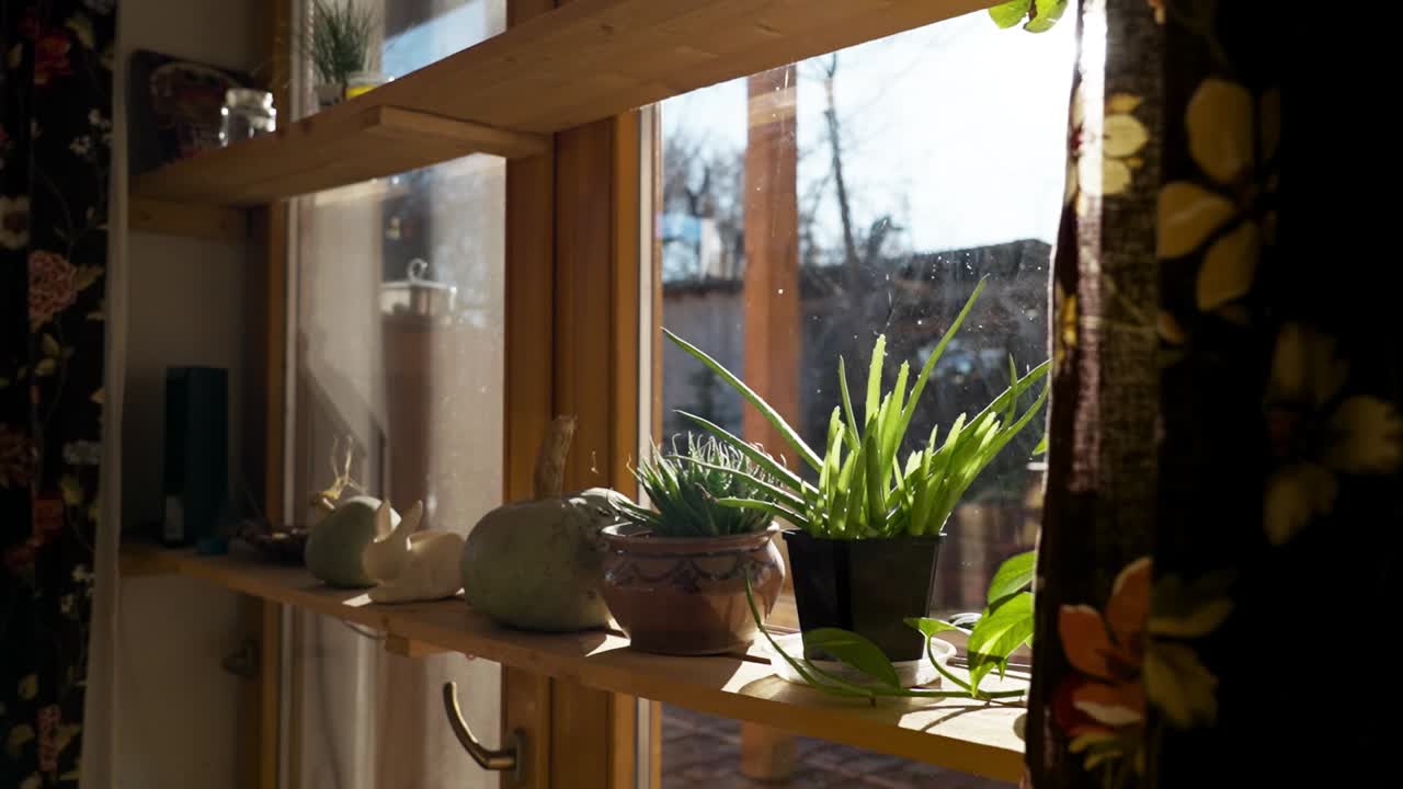 plantas de interior en un estante de madera junto a una ventana brillante