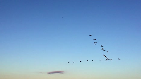 pan de izquierda a derecha de cormoranes negros volando a casa en formación de v en el cielo al atardecer