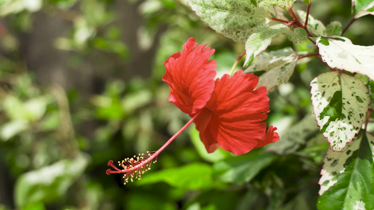 hibisco rojo tropical con exuberante vegetación