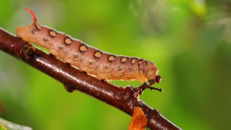 Caterpillar-Bedstraw-Hawk-Moth-crawls-on-a-branch-during-the-rain.-Caterpillar-(Hyles-gallii)-the-bedstraw-hawk-moth-or-galium-sphinx,-is-a-moth-of-the-family-Sphingidae.